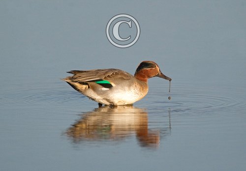 Common Teal DM1278